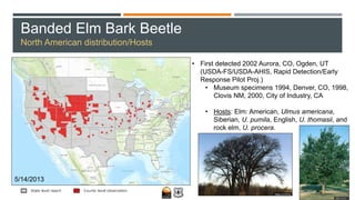 Banded Elm Bark Beetle
North American distribution/Hosts
• First detected 2002 Aurora, CO, Ogden, UT
(USDA-FS/USDA-AHIS, Rapid Detection/Early
Response Pilot Proj.)
• Museum specimens 1994, Denver, CO, 1998,
Clovis NM, 2000, City of Industry, CA
• Hosts: Elm: American, Ulmus americana,
Siberian, U. pumila, English, U. thomasii, and
rock elm, U. procera.
5/14/2013
 