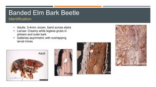 Banded Elm Bark Beetle
Identification
• Adults: 3-4mm, brown, band across elytra
• Larvae: Creamy white legless grubs in
phloem and outer bark
• Galleries asymmetric with overlapping
larval mines
Adult
Egg/Larval Galleries
Pupae
Larvae
 