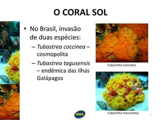 O CORAL SOL
• No Brasil, invasão
de duas espécies:
– Tubastrea coccinea –
cosmopolita
– Tubastrea tagusensis
– endêmica das Ilhas
Galápagos
TUBASTREA COCCINEA
TUBASTREA TAGUSENSIS 2
 