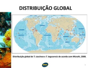 DISTRIBUIÇÃO GLOBAL
Distribuição global de T. coccinea e T. tagusensis de acordo com Mizrahi, 2008.
3
 