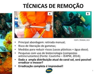 TÉCNICAS DE REMOÇÃO
• Principal abordagem: retirada manual;
• Risco de liberação de gametas;
• Medidas para reduzir riscos (sacos plásticos + água doce).
• Pesquisas com uso de biotecnologia (compostos
antiincrustantes) (Fonte: Coutinho – IEAPM, 2014);
• Dada a ampla distribuição atual do coral sol, será possível
erradicar o invasor?
• Erradicação completa é improvável!
9
FONTE: PROMAR, 2015
 