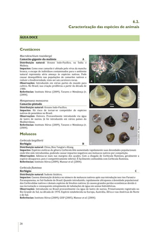 28
6.2.
Caracterização das espécies de animais
ÁGUA DOCE
Crustáceos
Macrobrachium rosenbergii
Camarão-gigante-da-malásia A
Distribuição natural: Oceano Indo-Pacífico, na Índia e
Malásia.
Impactos: Como esse camarão é afetado pelo vírus da mancha
branca, o escape de indivíduos contaminados para o ambiente
natural representa séria ameaça às espécies nativas. Pode
causar desequilíbrio nas populações de camarões nativos e
reduzir a biodiversidade, visto ser um carnívoro voraz.
Observações: Introduzido em várias partes do mundo para
cultivo. No Brasil, sua criação proliferou a partir da década de
1980.
Referências: Instituto Hórus (2009), Tavares e Mendonça Jr.
(2004).
Metapenaeus monoceros
Camarão-pintado
Distribuição natural: Oceano Indo-Pacífico.
Impactos: Há risco de tornar-se competidor de espécies
nativas de peneídeos no Brasil.
Observações: Onívoro. Provavelmente introduzido via água
de lastro de navios. Já foi introduzido em vários países do
Mediterrâneo.
Referências: Instituto Hórus (2009), Tavares e Mendonça Jr.
(2004).
Moluscos
Corbicula largillierti
Berbigão B
Distribuição natural: China, Rios Yangtsé e Kiang.
Impactos: Espécies exóticas do gênero Corbicula têm aumentado rapidamente suas densidades populacionais
onde têm sido introduzidas, podendo causar impactos negativos aos moluscos nativos por competição.
Observações: Adensa-se mais nas margens dos açudes. Com a chegada de Corbicula fluminea, geralmente a
espécie desaparece, pois é competitivamente inferior. É facilmente confundida com Corbicula fluminea.
Referências: Instituto Hórus (2009), Mansur et al. (2004).
Corbicula fluminea
Berbigão C
Distribuição natural: Sudeste Asiático.
Impactos: Causou diminuição drástica no número de moluscos nativos após sua introdução nos rios Paraná e
Paranapanema, no Sul-Sudeste do Brasil. Quando introduzido, rapidamente ultrapassa a densidade populacional
dos Corbiculidae nativos e demais espécies de bivalves nativos. Já causou grandes perdas econômicas devido à
sua incrustação e consequente entupimento de tubulações de água em usinas hidrelétricas.
Observações: Introduzido no Brasil provavelmente via água de lastro de navios. Primeiramente registrado no
Rio Grande do Sul, na década de 1970. Espécie estabelecida na Europa, Austrália, África e nas Américas do Norte
e do Sul.
Referências: Instituto Hórus (2009), GISP (2005), Mansur et al. (2004).
Syrist
A
B
C
Martinsetal.(2006)ShawnListon,AF,Bugwood.org
 
