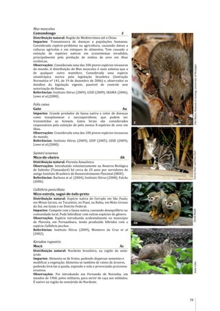 39
Mus musculus
Camundongo Z
Distribuição natural: Região do Mediterrâneo até a China
Impactos: Transmissora de doenças a populações humanas.
Considerada espécie-problema na agricultura, causando danos a
culturas agrícolas e em estoques de alimentos. Tem causado a
extinção de espécies nativas em ecossistemas invadidos,
principalmente pela predação de ninhos de aves em ilhas
oceânicas.
Observações: Considerada uma das 100 piores espécies invasoras
do mundo. A distribuição do Mus musculus é mais extensa que a
de qualquer outro mamífero. Considerada uma espécie
sinantrópica nociva pela legislação brasileira (Instrução
Normativa nº 141, de 19 de dezembro de 2006) e, observados os
detalhes da legislação vigente, passível de controle sem
autorização do Ibama.
Referências: Instituto Hórus (2009), GISD (2009), IBAMA (2006),
Lowe et al.(2000).
Felis catus
Gato Aa
Impactos: Grande predador da fauna nativa e vetor de doenças
como toxoplasmose e sarcosporidiose, que podem ser
transmitidas ao homem. Gatos ferais são considerados
responsáveis pela extinção de pelo menos 8 espécies de aves em
ilhas.
Observações: Considerada uma das 100 piores espécies invasoras
do mundo.
Referências: Instituto Hórus (2009), GISP (2005), GISD (2009),
Lowe et al.(2000).
Saimiri sciureus
Mico-de-cheiro Ab
Distribuição natural: Floresta Amazônica
Observações: Introduzido voluntariamente na Reserva Biológica
de Saltinho (Tamandaré) há cerca de 25 anos por servidores do
antigo Instituto Brasileiro do Desenvolvimento Florestal (IBDF).
Referências: Barboza et al. (2004), Instituto Hórus (2008), Falcão
(2006)
Callithrix penicillata
Mico-estrela, sagui-de-tufo-preto
Distribuição natural: Espécie nativa do Cerrado em São Paulo,
em Minas Gerais, no Tocantins, no Piauí, na Bahia, em Mato Grosso
do Sul, em Goiás e no Distrito Federal.
Impactos: Compete com a fauna nativa, causando desequilíbrio na
comunidade local. Pode hibridizar com outras espécies do gênero.
Observações: Espécie introduzida acidentalmente no município
de Floresta, em Pernambuco, tendo produzido híbridos com a
espécie Callithrix jacchus.
Referências: Instituto Hórus (2009), Monteiro da Cruz et al
(2002).
Kerodon rupestris
Mocó Ac
Distribuição natural: Nordeste brasileiro, na região do semi-
árido
Impactos: Alimenta-se de frutos, podendo dispersar sementes e
modificar a vegetação. Alimenta-se também de raízes de árvores,
podendo levá-las à queda, expondo o solo e provocando processos
erosivos.
Observações: Foi introduzido em Fernando de Noronha, em
meados de 1960, pelos militares, para servir de caça aos soldados.
É nativo na região do semiárido do Nordeste.
DavidBlankPhilMyers,MuseumofZoology,UniversityofMichiganDieleLôbo
Ac
Aa
Z
Y
Ab
ForestStarrandKimStarr
 