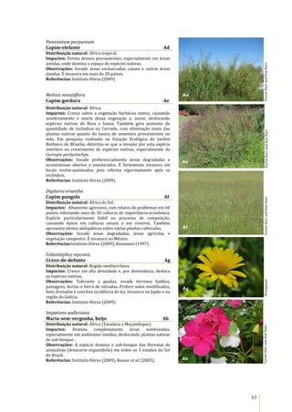 63
Pennisetum purpureum
Capim-elefante Ad
Distribuição natural: África tropical.
Impactos: Forma densos povoamentos, especialmente em áreas
úmidas, onde domina o espaço de espécies nativas.
Observações: Invade áreas encharcadas, canais e outras áreas
úmidas. É invasora em mais de 20 países.
Referências: Instituto Hórus (2009)
Melinis minutiflora
Capim-gordura Ae
Distribuição natural: África.
Impactos: Cresce sobre a vegetação herbácea nativa, causando
sombreamento e morte dessa vegetação e, assim, deslocando
espécies nativas de flora e fauna. Também gera aumento da
quantidade de incêndios no Cerrado, com eliminação tanto das
plantas nativas quanto do banco de sementes preexistentes no
solo. Em pesquisa realizada na Estação Ecológica do Jardim
Botânico de Brasília, detectou-se que a invasão por esta espécie
interfere no crescimento de espécies nativas, especialmente da
Cecropia pachystachya.
Observações: Invade preferencialmente áreas degradadas e
ecossistemas abertos e ensolarados. É fortemente invasora em
locais recém-queimados, pois rebrota vigorosamente após os
incêndios.
Referências: Instituto Hórus (2009).
Digitaria eriantha
Capim-pangola Af
Distribuição natural: África do Sul.
Impactos: Altamente agressiva, com relatos de problemas em 60
países, infestando mais de 30 culturas de importância econômica.
Espécie particularmente hábil no processo de competição,
causando danos em culturas anuais e em viveiros. Também
apresenta efeitos alelopáticos sobre várias plantas cultivadas.
Observações: Invade áreas degradadas, áreas agrícolas e
vegetação campestre. É invasora no México.
Referências:Instituto Hórus (2009), Kissmann (1997).
Coleostephus myconis
Cravo-de-defunto Ag
Distribuição natural: Região mediterrânea.
Impactos: Cresce em alta densidade e, por dominância, desloca
as espécies nativas.
Observações: Tolerante a geadas, invade terrenos baldios,
pastagens, hortas e beira de estradas. Prefere solos modificados,
bem drenados e com boa incidência de luz. Invasora no Japão e na
região da Galícia.
Referências: Instituto Hórus (2009).
Impatiens walleriana
Maria-sem-vergonha, beijo Ah
Distribuição natural: África (Tanzânia a Moçambique).
Impactos: Domina completamente áreas sombreadas,
especialmente em ambientes úmidos, deslocando plantas nativas
de sub-bosque .
Observações: A espécie domina o sub-bosque das florestas de
araucárias (Araucaria angustifolia) em todos os 3 estados do Sul
do Brasil.
Referências: Instituto Hórus (2009), Reaser et al. (2005).
ForestStarrandKimStarrForestStarrandKimStarrForestStarrandKimStarrForestStarrandKimStarrAlvesgaspar
Ad
Ae
Ag
Ah
Ah
Af
 