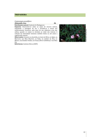 65
TREPADEIRA
Cryptostegia grandiflora
Alamanda-roxa Ak
Distribuição natural: Sudoeste de Madagascar.
Impactos: Desenvolve-se sobre as copas de árvores nativas,
impedindo a passagem de luz e levando-as à morte por
sombreamento excessivo, pelo peso de sua cobertura e/ou por
asfixia, quando os ramos se enrolam ao redor dos troncos. A
redução da intensidade luminosa também limita ou até anula a
regeneração natural.
Observações: Invasora na Austrália, no leste da África, no Egito, no
Marrocos, nas Ilhas Maurício, na Índia, no sudeste da Ásia, no
México, nos Estados Unidos, na França (Nova Caledônia) e nas Ilhas
Fiji.
Referências: Instituto Hórus (2009)
Ak
ForestStarrandKimStarr
 