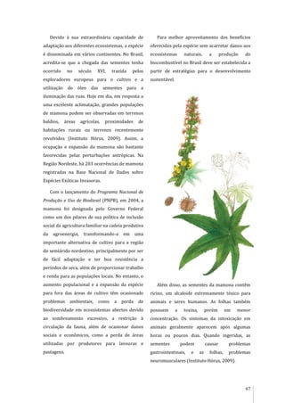 67
Devido à sua extraordinária capacidade de
adaptação aos diferentes ecossistemas, a espécie
é disseminada em vários continentes. No Brasil,
acredita-se que a chegada das sementes tenha
ocorrido no século XVI, trazida pelos
exploradores europeus para o cultivo e a
utilização do óleo das sementes para a
iluminação das ruas. Hoje em dia, em resposta a
uma excelente aclimatação, grandes populações
de mamona podem ser observadas em terrenos
baldios, áreas agrícolas, proximidades de
habitações rurais ou terrenos recentemente
revolvidos (Instituto Hórus, 2009). Assim, a
ocupação e expansão da mamona são bastante
favorecidas pelas perturbações antrópicas. Na
Região Nordeste, há 203 ocorrências de mamona
registradas na Base Nacional de Dados sobre
Espécies Exóticas Invasoras.
Com o lançamento do Programa Nacional de
Produção e Uso de Biodiesel (PNPB), em 2004, a
mamona foi designada pelo Governo Federal
como um dos pilares de sua política de inclusão
social da agricultura familiar na cadeia produtiva
da agroenergia, transformando-a em uma
importante alternativa de cultivo para a região
do semiárido nordestino, principalmente por ser
de fácil adaptação e ter boa resistência a
períodos de seca, além de proporcionar trabalho
e renda para as populações locais. No entanto, o
aumento populacional e a expansão da espécie
para fora das áreas de cultivo têm ocasionado
problemas ambientais, como a perda de
biodiversidade em ecossistemas abertos devido
ao sombreamento excessivo, a restrição à
circulação da fauna, além de ocasionar danos
sociais e econômicos, como a perda de áreas
utilizadas por produtores para lavouras e
pastagens.
Para melhor aproveitamento dos benefícios
oferecidos pela espécie sem acarretar danos aos
ecossistemas naturais, a produção do
biocombustível no Brasil deve ser estabelecida a
partir de estratégias para o desenvolvimento
sustentável.
Além disso, as sementes da mamona contêm
rícino, um alcaloide extremamente tóxico para
animais e seres humanos. As folhas também
possuem a toxina, porém em menor
concentração. Os sintomas da intoxicação em
animais geralmente aparecem após algumas
horas ou poucos dias. Quando ingeridas, as
sementes podem causar problemas
gastrointestinais, e as folhas, problemas
neuromusculares (Instituto Hórus, 2009).
 
