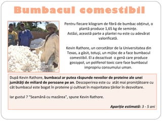 Bumbacul comestibil
Pentru fiecare kilogram de fibră de bumbac obţinut, o
plantă produce 1,65 kg de seminţe.
Astăzi, această parte a plantei nu este cu adevărat
valorificată.
Kevin Rathore, un cercetător de la Universitatea din
Texas, a găsit, totuşi, un mijloc de a face bumbacul
comestibil. El a dezactivat o genă care produce
gossypol, un polifenol toxic care face bumbacul
impropriu consumului uman.©  Lionel Pupin
După Kevin Rathore, bumbacul ar putea răspunde nevoilor de proteine ale unei
jumătăţi de miliard de persoane pe an. Descoperirea este cu atât mai promiţătoare cu
cât bumbacul este bogat în proteine şi cultivat în majoritatea ţărilor în dezvoltare.
Iar gustul ? “Seamănă cu mazărea", spune Kevin Rathore.
Apariţie estimată: 3 - 5 ani
 