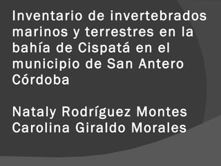 Inventario de invertebrados marinos y terrestres en la bahía de Cispatá en el municipio de San Antero Córdoba Nataly Rodríguez Montes Carolina Giraldo Morales 