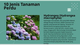 INVENTARISASI TANAMAN HIAS UNTUK TAMAN.pptx