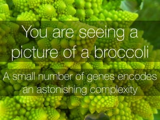 You are seeing a 
picture of a broccoli 
A small number of genes encodes 
an astonishing complexity 
 