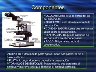 Componentes
OCULAR: Lente situada cerca del ojo
del observador
OBJETIVO: Lente situada cerca de la
preparación
CONDENSADOR: Lente que concentra
la luz sobre la preparación.
DIAFRAGMA: Regula la cantidad de
luz que entra en el condensador.
FOCO: Dirige la luz hacia el
condensador.
SOPORTE: Mantiene la parte óptica. Tiene dos partes: el pie o
base y el brazo.
PLATINA: Lugar donde se deposita la preparación.
TORNILLOS DE ENFOQUE: Macrométrico que aproxima el
enfoque y micrométrico que consigue el enfoque correcto.
 