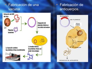 • Fabricación de una
vacuna
• Fabricación de
anticuerpos.
 