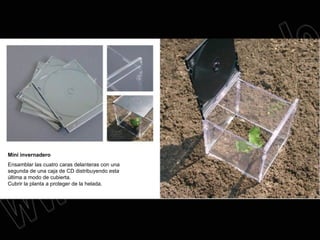 Mini invernadero Ensamblar las cuatro caras delanteras con una segunda de una caja de CD distribuyendo esta última a modo de cubierta. Cubrir la planta a proteger de la helada. 