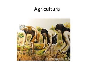 Agricultura
 