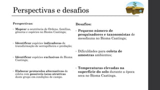 Perspectivas e desafios
Perspectivas:
• Mapear a ocorrência de Ordens, famílias,
gêneros e espécies no Bioma Caatinga;
• Identificar espécies indicadoras de
transformação de serrapilheira e predação;
• Identificar espécies exclusivas do Bioma
Caatinga;
• Elaborar protocolos alternativos de
coleta com possíveis iscas atrativas
deste grupo em condições de campo.
Desafios:
• Pequeno número de
pesquisadores e taxonomistas de
mesofauna no Bioma Caatinga;
• Dificuldades para coleta de
amostras ambientes;
• Temperaturas elevadas na
superfície do solo durante a época
seca no Bioma Caatinga.
 