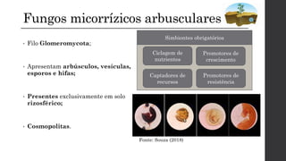 Fungos micorrízicos arbusculares
• Filo Glomeromycota;
• Apresentam arbúsculos, vesículas,
esporos e hifas;
• Presentes exclusivamente em solo
rizosférico;
• Cosmopolitas.
Ciclagem de
nutrientes
Promotores de
resistência
Promotores de
crescimento
Captadores de
recursos
Simbiontes obrigatórios
Fonte: Souza (2018)
 