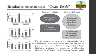 Resultados experimentais – “Grupo Tenda”
Fig. 5 Número de esporos (a), diversidade (b) e
dominância (c) de espécies de FMA em campos de
produção de canola (Brassica napus L.) e trigo
(Triticum aestivum L.) submetidas a diferentes
sistemas de adubação. Fonte: Souza e Santos (2018)
Funneliformis
Rhizoglomus
Acaulospora
Gigaspora
Quatunica
Racocetra
Gêneros (+) afetados Gêneros (-) afetados
F. mosseae
R. intraradices
A. tuberculata
G. margarita
Q. erythropus
R. corralloidea
 