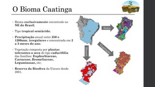O Bioma Caatinga
• Bioma exclusivamente encontrado no
NE do Brasil;
• Tipo tropical semiárido;
• Precipitação anual entre 250 e
1200mm, irregulares e concentrada em 2
a 3 meses do ano;
• Vegetação composta por plantas
tolerantes a seca do tipo caducifólia
das famílias: Euphorbiaceae,
Cactaceae, Bromeliaceae,
Leguminosae, etc;
• Reserva da Biosfera da Unesco desde
2001.
Solos
Desert.
 