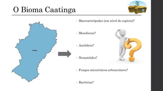 O Bioma Caatinga
• Macroartrópodes (em nível de espécie)?
• Mesofauna?
• Anelídeos?
• Nematóides?
• Fungos micorrízicos arbusculares?
• Bactérias?
 