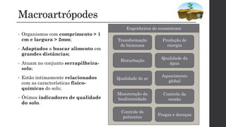 Macroartrópodes
• Organismos com comprimento > 1
cm e largura > 2mm;
• Adaptados a buscar alimento em
grandes distâncias;
• Atuam no conjunto serrapilheira-
solo;
• Estão intimamente relacionados
com as características físico-
químicas do solo;
• Ótimos indicadores de qualidade
do solo.
Transformação
de biomassa
Produção de
energia
Qualidade da
água
Bioturbação
Qualidade do ar
Aquecimento
global
Manutenção da
biodiversidade
Controle da
erosão
Controle de
poluentes
Pragas e doenças
Engenheiros do ecossistema
 
