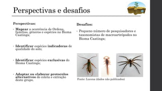Perspectivas e desafios
Perspectivas:
• Mapear a ocorrência de Ordens,
famílias, gêneros e espécies no Bioma
Caatinga;
• Identificar espécies indicadoras de
qualidade do solo;
• Identificar espécies exclusivas do
Bioma Caatinga;
• Adaptar ou elaborar protocolos
alternativos de coleta e extração
deste grupo.
Desafios:
• Pequeno número de pesquisadores e
taxonomistas de macroartrópodes no
Bioma Caatinga;
Fonte: Lucena (dados não publicados)
 