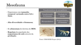 Mesofauna
• Organismos com tamanho
corporal variando entre 0,2 e
2mm;
• Alta diversidade e biomassa;
• Se alimentam de detritos de MOS;
• Regulam da população dos
organismos do solo através da
predação;
Transformação
de biomassa
Produção de
energia
Fragmentadores
de biomassa
Micropredadores
Transformadores de serrapilheira
Fonte: CSM-BGBD Project (2012)
 