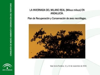 Vejer de la Frontera, 11 y 12 de noviembre de 2014.
LA INVERNADA DEL MILANO REAL (Milvus milvus) EN
ANDALUCÍA.
Plan de Recuperación y Conservación de aves necrófagas.
 