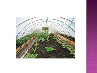tipos de Invernadero