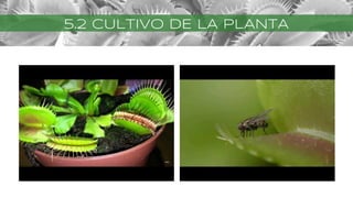 5.2 CULTIVO DE LA PLANTA
 