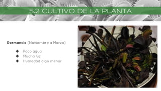 Dormancia (Noviembre a Marzo)
◆ Poco agua
◆ Mucha luz
◆ Humedad algo menor
5.2 CULTIVO DE LA PLANTA
 