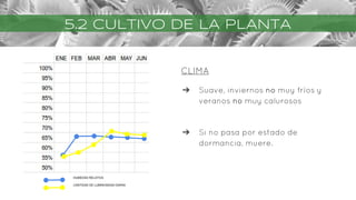 CLIMA
➔ Suave, inviernos no muy fríos y
veranos no muy calurosos
➔ Si no pasa por estado de
dormancia, muere.
HUMEDAD RELATIVA
CANTIDAD DE LUMINOSIDAD DIARIA
5.2 CULTIVO DE LA PLANTA
 