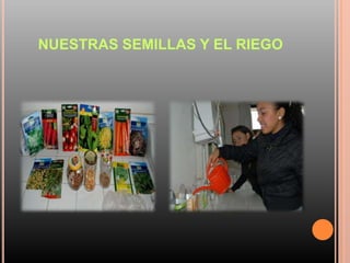 NUESTRAS SEMILLAS Y EL RIEGO
 