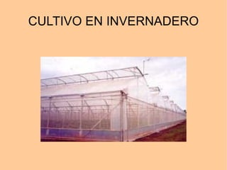 CULTIVO EN INVERNADERO 