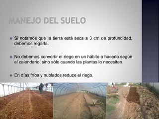  Si notamos que la tierra está seca a 3 cm de profundidad,
debemos regarla.
 No debemos convertir el riego en un hábito o hacerlo según
el calendario, sino sólo cuando las plantas lo necesiten.
 En días fríos y nublados reduce el riego.
 