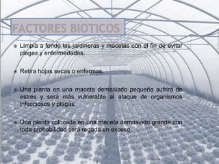  Limpia a fondo las jardineras y macetas con el fin de evitar
plagas y enfermedades.
 Retira hojas secas o enfermas.
 Una planta en una maceta demasiado pequeña sufrirá de
estrés y será más vulnerable al ataque de organismos
infecciosos y plagas.
 Una planta colocada en una maceta demasiado grande con
toda probabilidad será regada en exceso.
 