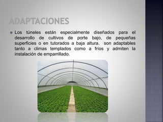  Los túneles están especialmente diseñados para el
desarrollo de cultivos de porte bajo, de pequeñas
superficies o en tutorados a baja altura. son adaptables
tanto a climas templados como a fríos y admiten la
instalación de emparrillado.
 