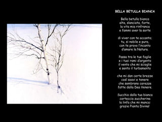 BELLA BETULLA BIANCA  Bella betulla bianca alta, slanciata, forte, la vita mia rinfranca e fammi aver la sorte  di viver con te accanto; tu, si nobile e pura, con te provo l’incanto d’amare la Natura.  Passa tra le tue foglie e i tuoi rami d’argento il vento che mi scioglie e sento il turbamento  che mi dan certe brezze così soavi e tenere che sembrano carezze fatte dalla Dea Venere.  Succhio dalla tua bianca corteccia zuccherina la linfa che mi manca: grazie Pianta Divina!   