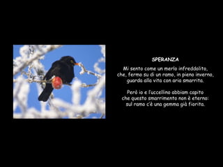 SPERANZA Mi sento come un merlo infreddolito, che, fermo su di un ramo, in pieno inverno, guarda alla vita con aria smarrita. Però io e l’uccellino abbiam capito che questo smarrimento non è eterno: sul ramo c’è una gemma già fiorita. 