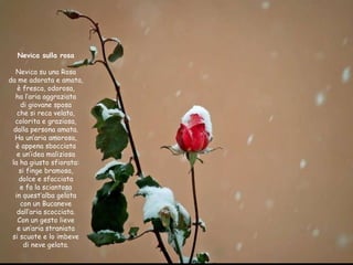 Nevica sulla rosa Nevica su una Rosa da me adorata e amata, è fresca, odorosa, ha l’aria aggraziata di giovane sposa che si reca velata, colorita e graziosa, dalla persona amata. Ha un’aria amorosa, è appena sbocciata e un’idea maliziosa la ha giusto sfiorata: si finge bramosa, dolce e sfacciata e fa la sciantosa in quest’alba gelata con un Bucaneve dall’aria scocciata. Con un gesto lieve e un’aria straniata si scuote e lo imbeve di neve gelata. 