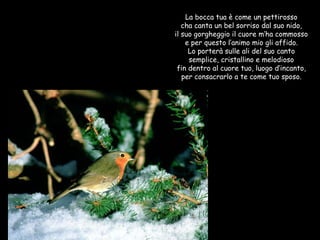 La bocca tua è come un pettirosso cha canta un bel sorriso dal suo nido, il suo gorgheggio il cuore m’ha commosso e per questo l’animo mio gli affido. Lo porterà sulle ali del suo canto semplice, cristallino e melodioso fin dentro al cuore tuo, luogo d’incanto, per consacrarlo a te come tuo sposo. 