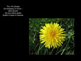 Tra i fili d’erba Un tarassaco in fiore – Sole dorato Col tuo colore giallo Scaldi il cuore in inverno. 