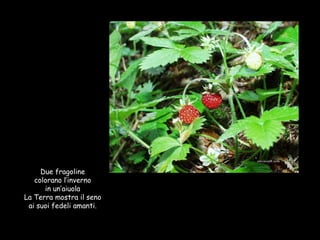 Due fragoline colorano l’inverno in un’aiuola La Terra mostra il seno ai suoi fedeli amanti. 