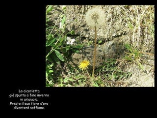 La cicorietta già spunta a fine inverno in un’aiuola. Presto il suo fiore d’oro diventerà soffione. 