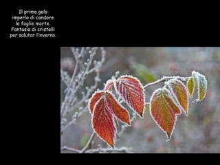 Il primo gelo imperla di candore le foglie morte. Fantasia di cristalli per salutar l’inverno. 
