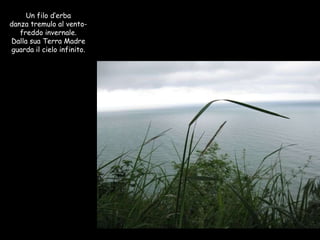 Un filo d’erba danza tremulo al vento- freddo invernale. Dalla sua Terra Madre guarda il cielo infinito. 