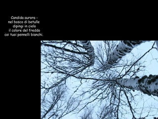 Candida aurora - nel bosco di betulle  dipingi in cielo il colore del freddo coi tuoi pennelli bianchi.   