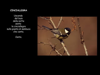 CINCIALLEGRA Uscendo  dal buio della notte sento  la cinciallegra sulla pianta di sambuco che canta. Canta. 