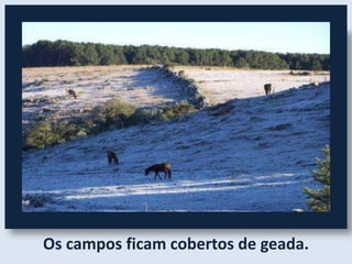 Os campos ficam cobertos de geada.