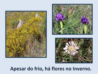 Apesar do frio, há flores no Inverno.