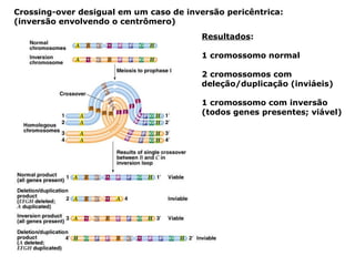 Resultados : 1 cromossomo normal 2 cromossomos com deleção/duplicação (inviáeis) 1 cromossomo com inversão (todos genes presentes; viável) Crossing-over desigual em um caso de inversão pericêntrica: (inversão envolvendo o centrômero) 